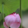 ふくらむ蕾