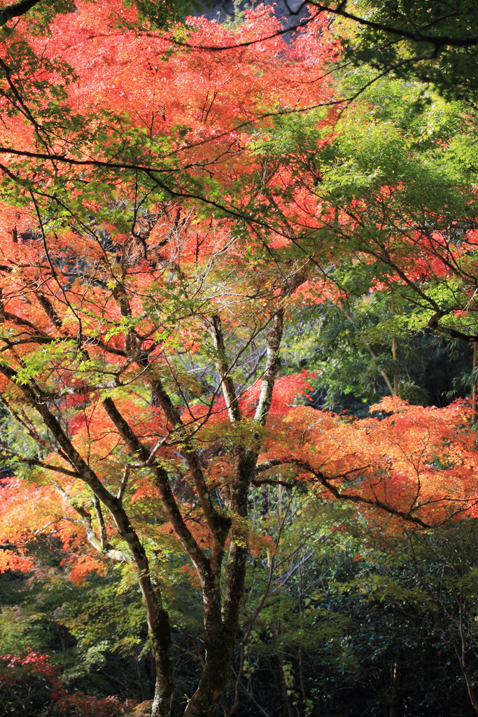 紅照葉