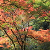 紅照葉
