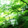 新緑の池