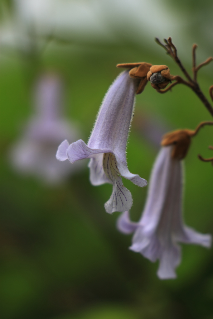 桐の花