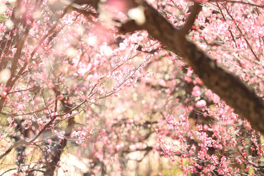 光の花園