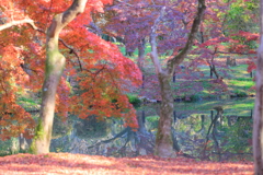冬紅葉の池