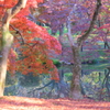 冬紅葉の池