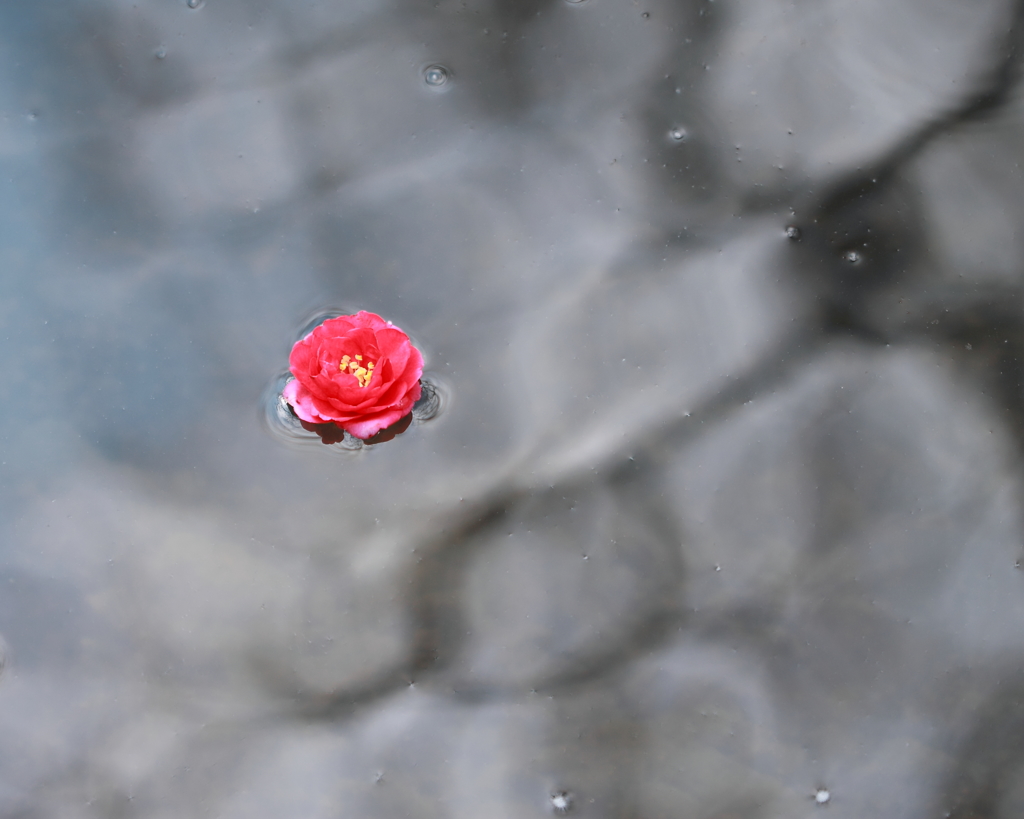 水面に咲く