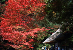 吉水園の江戸紅葉