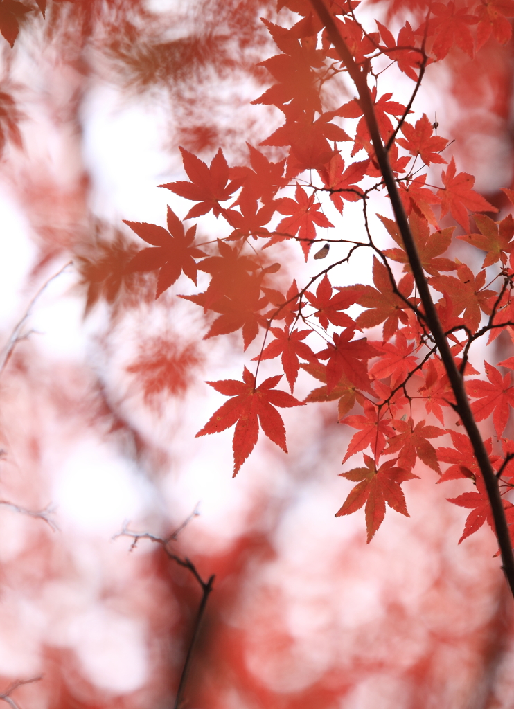 揺れる光の中で