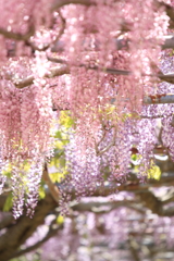 香りに包まれて