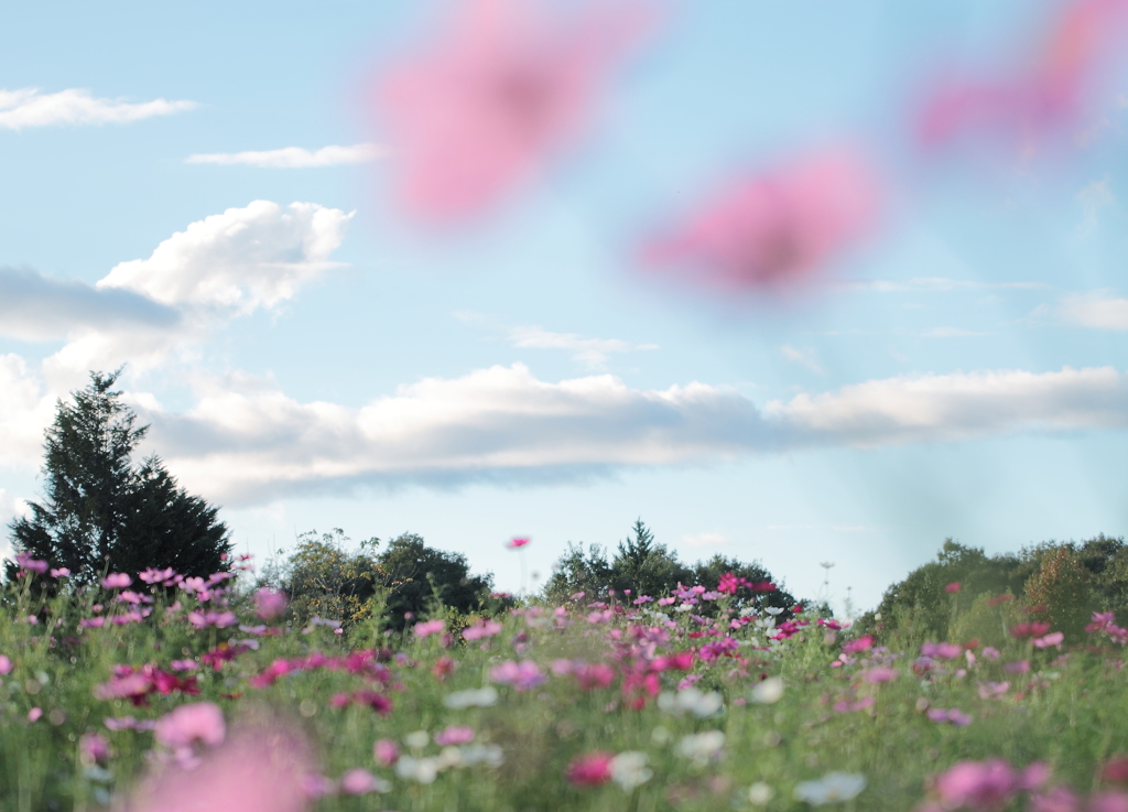 秋桜の空