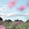 秋桜の空