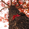 紅葉を見上げて