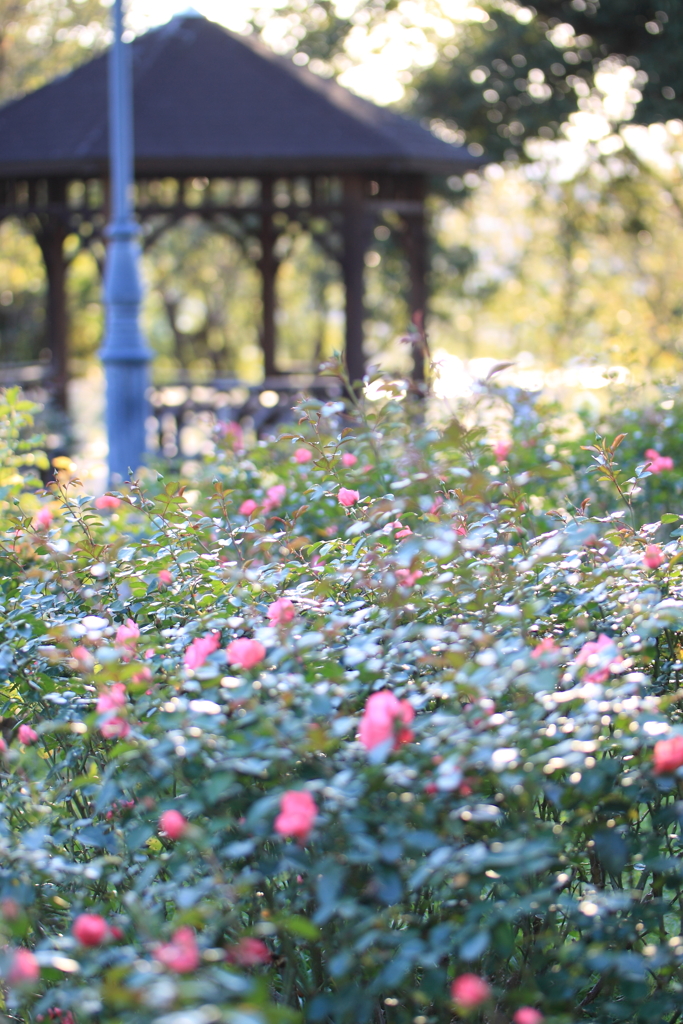 秋の薔薇園