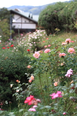 秋の薔薇園