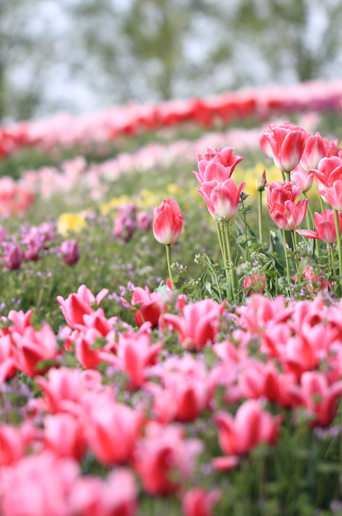 夢見る花園