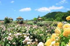 空の花畑♪