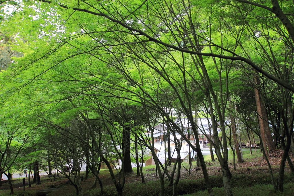 新緑の和気神社