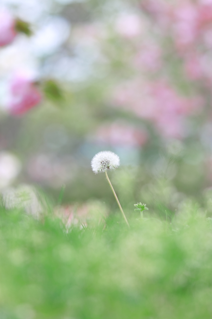 平成の種