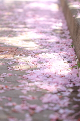 桜　散るころ
