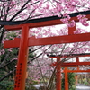 桜の神社