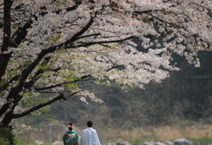 桜の祝福