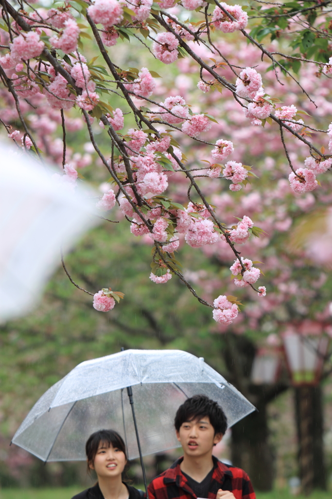 雨に唄えば♪
