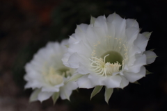サボテンの花