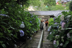 紫陽花咲く神社