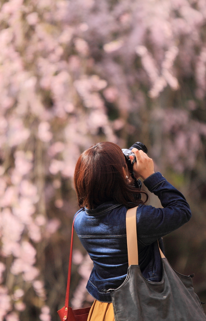 桜の思い出