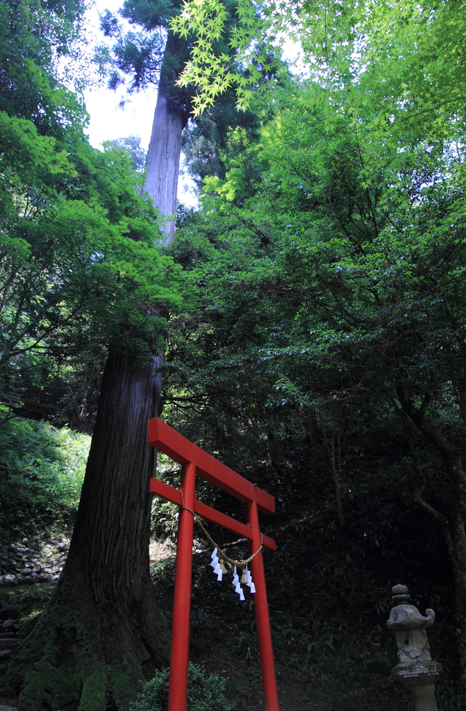 薬師堂の森