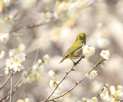 春に向かって