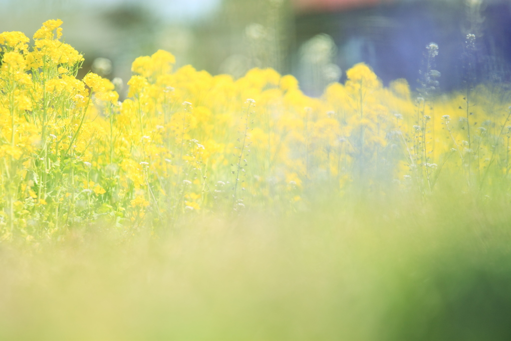 菜の花に会えた♪