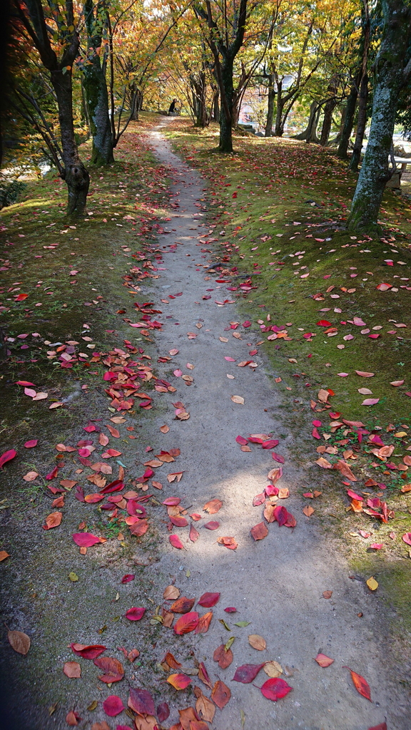 秋色の小道