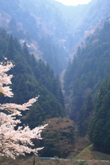 山里の桜