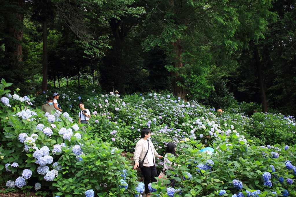 あじさいの森