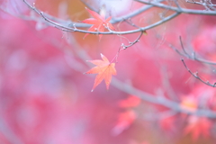 冬紅葉