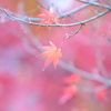 冬紅葉
