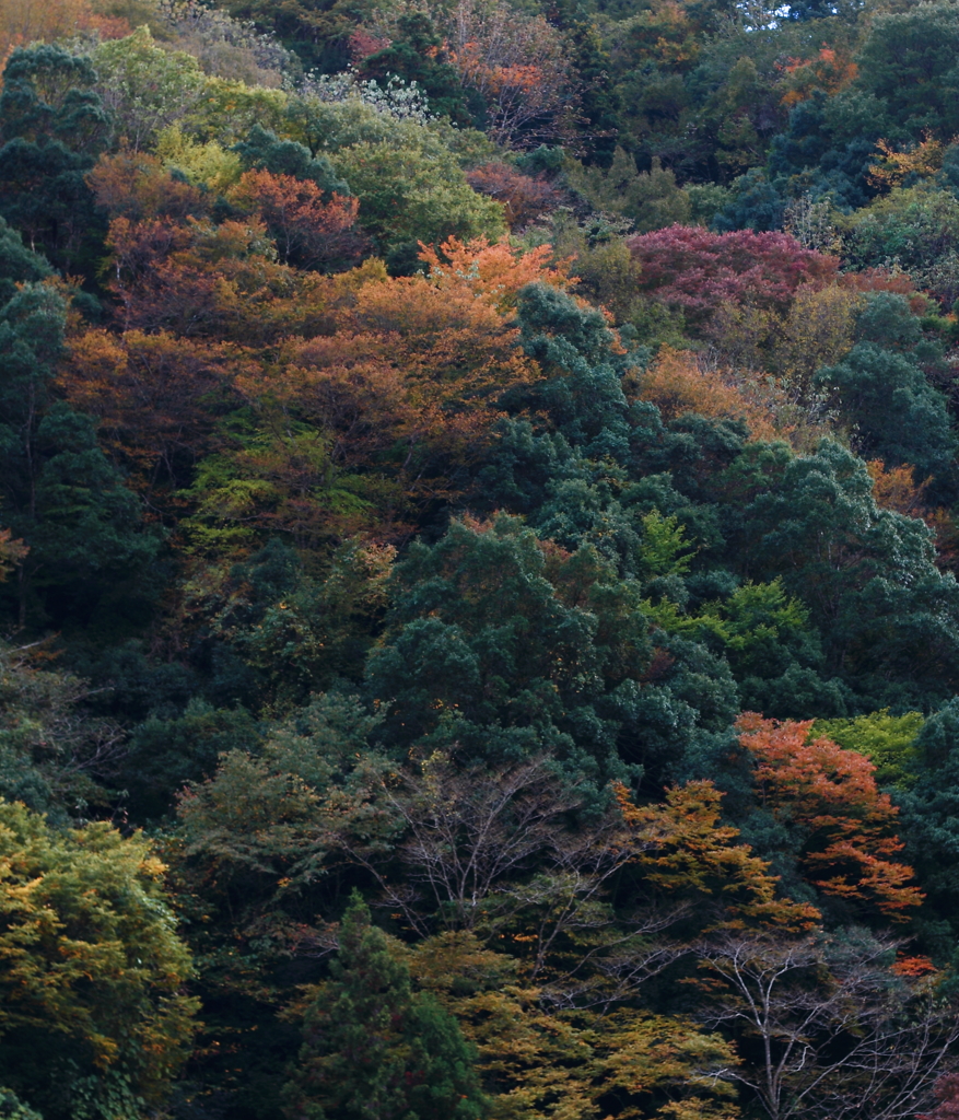 色づく山肌