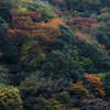 色づく山肌