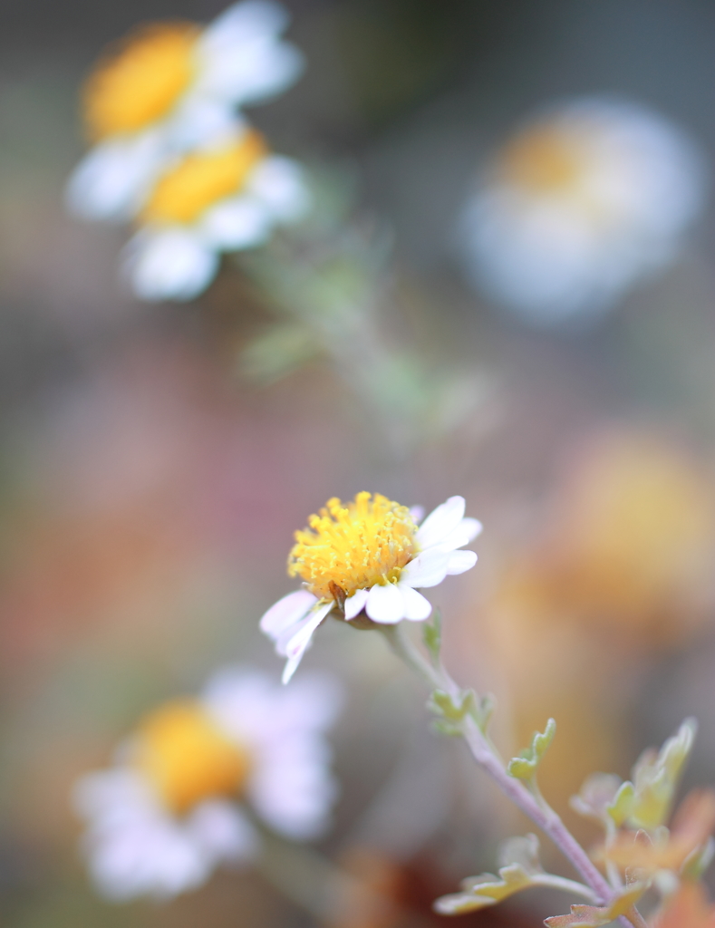 冬の小菊