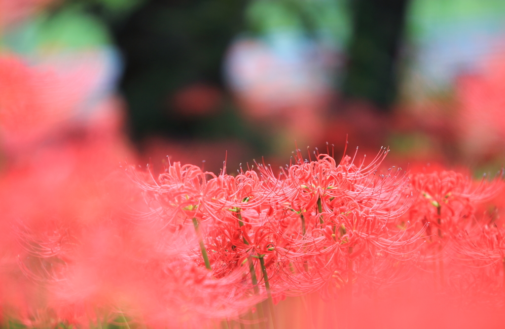 紅い別天地