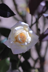 秋の白薔薇