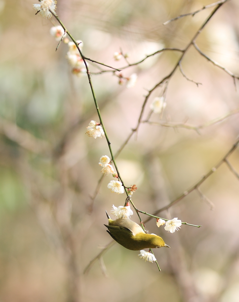 花ブランコ揺れて♪