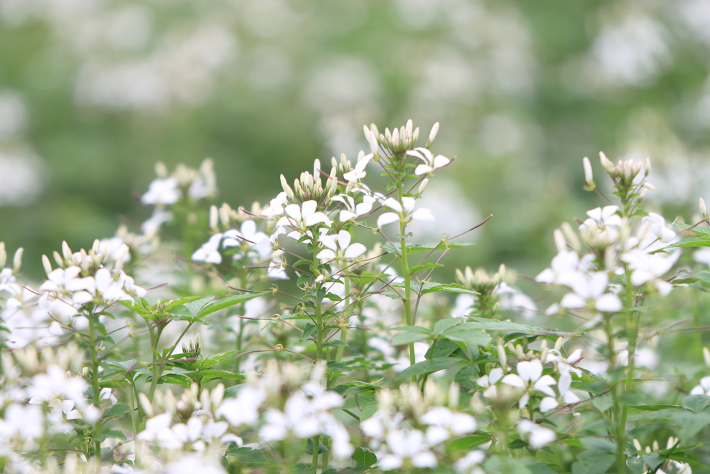 夏の花壇から