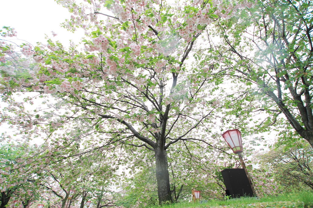 桜雨