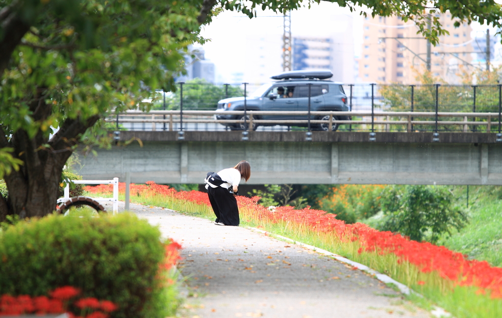 咲いていますね♪