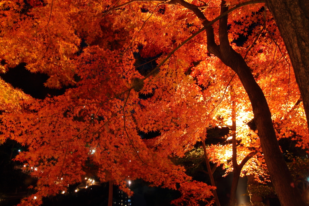 紅葉と灯りの夜