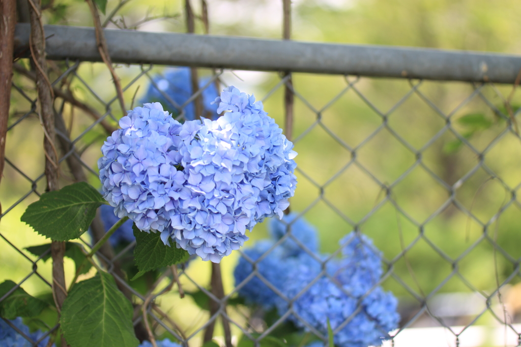 ハートの紫陽花(*ˊᗜˋ*)