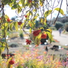 初冬の花園
