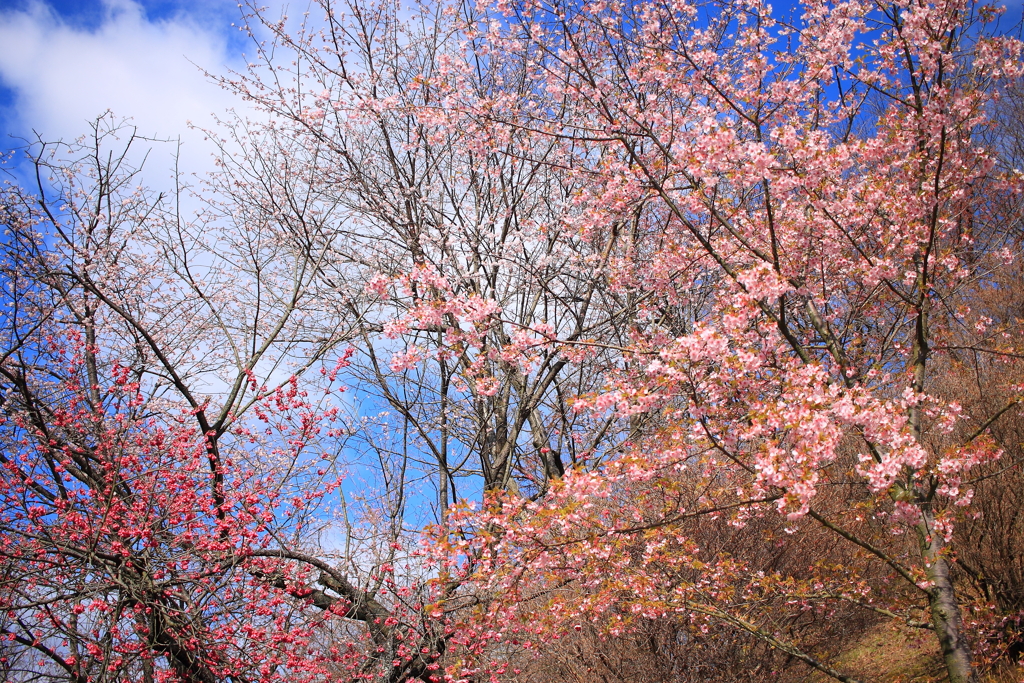 春よ来い