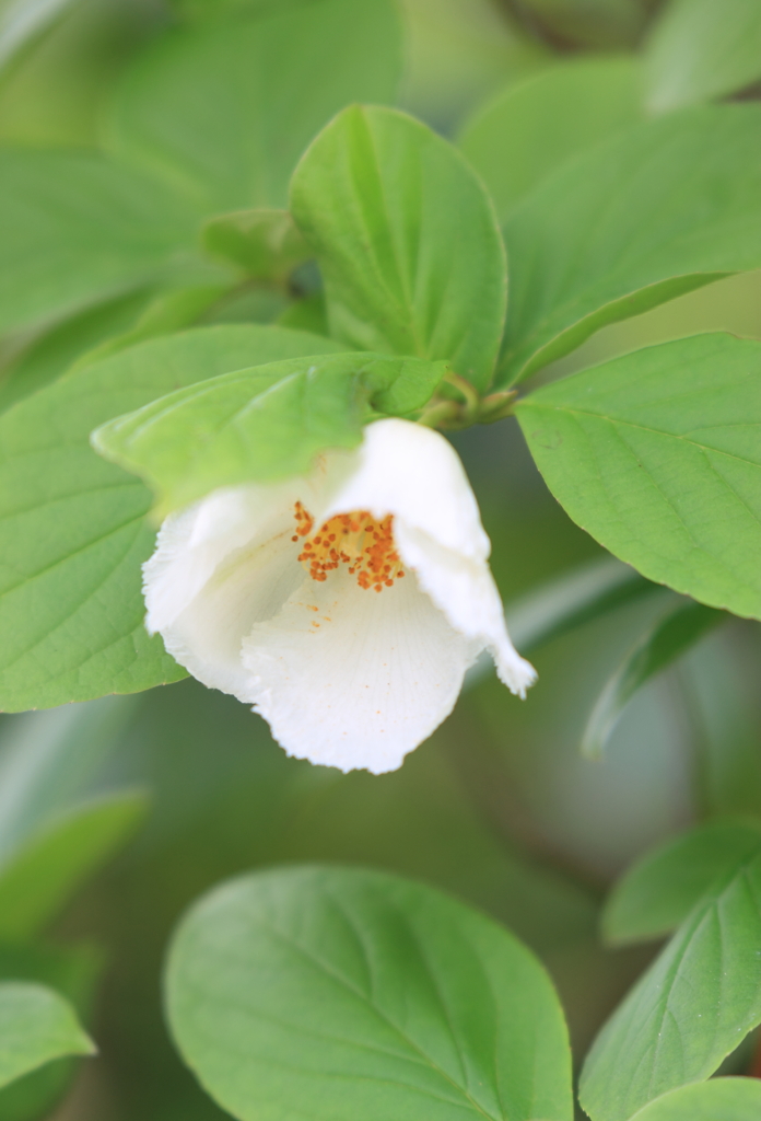 シャラの花